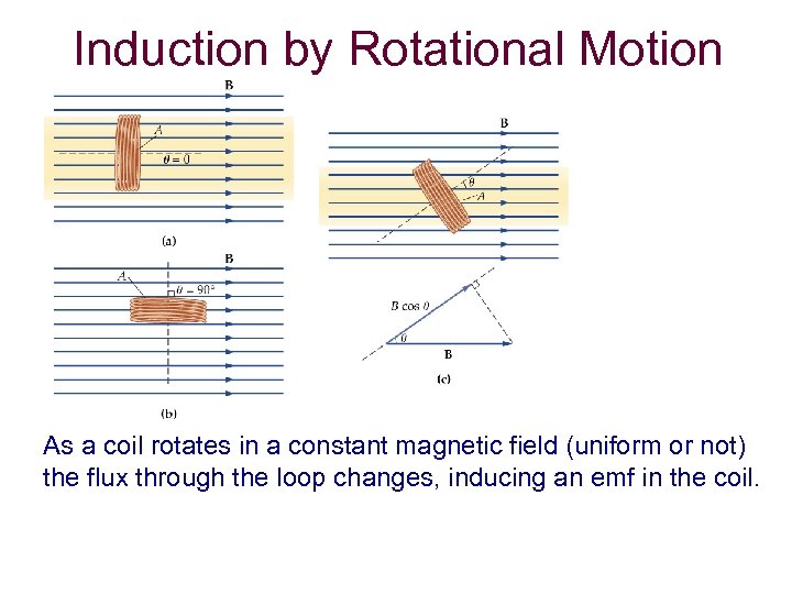 Induction by Rotational Motion As a coil rotates in a constant magnetic field (uniform