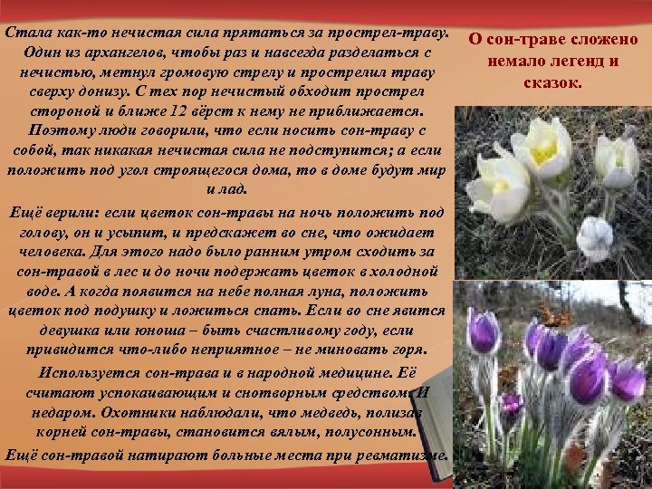 Стала как-то нечистая сила прятаться за прострел-траву. Один из архангелов, чтобы раз и навсегда