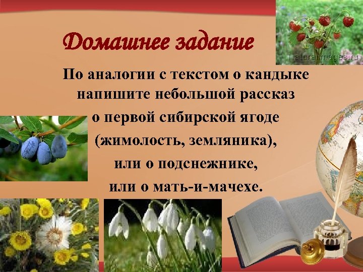 Домашнее задание По аналогии с текстом о кандыке напишите небольшой рассказ о первой сибирской