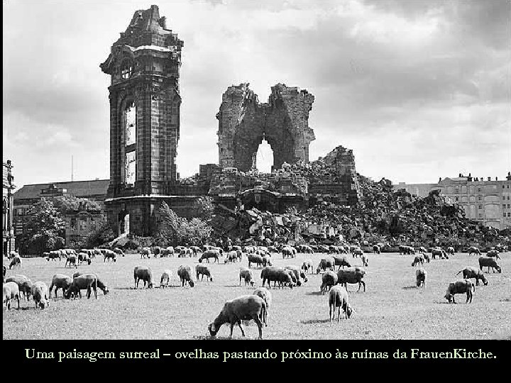 Uma paisagem surreal – ovelhas pastando próximo às ruínas da Frauen. Kirche. 