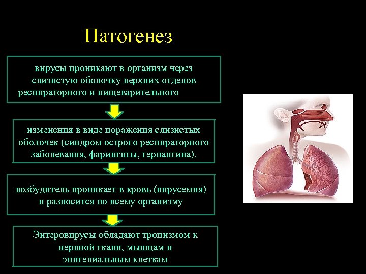 Патогенез вирусы проникают в организм через слизистую оболочку верхних отделов респираторного и пищеварительного тракта