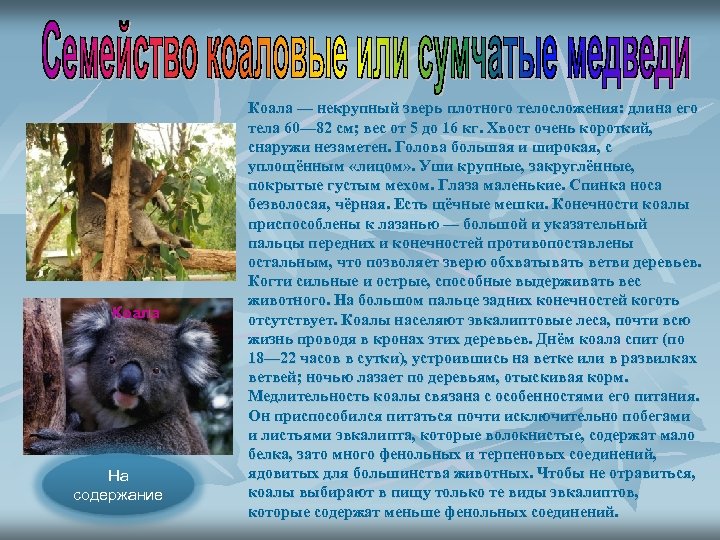 Коала На содержание Коала — некрупный зверь плотного телосложения: длина его тела 60— 82
