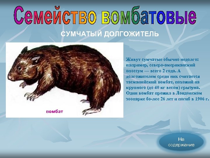 СУМЧАТЫЙ ДОЛГОЖИТЕЛЬ Живут сумчатые обычно недолго: например, северо американский опоссум — всего 2 года.