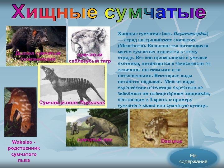 Дьявол сумчатый тасманийский сумчатый саблезубый тигр Сумчатый волк Thylacinus Wakaleo родственник сумчатого льва сумчатый