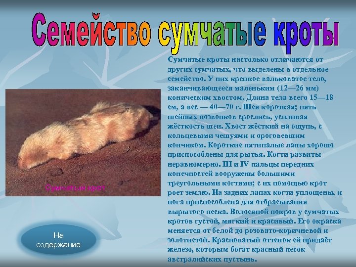 Сумчатый крот На содержание Сумчатые кроты настолько отличаются от других сумчатых, что выделены в