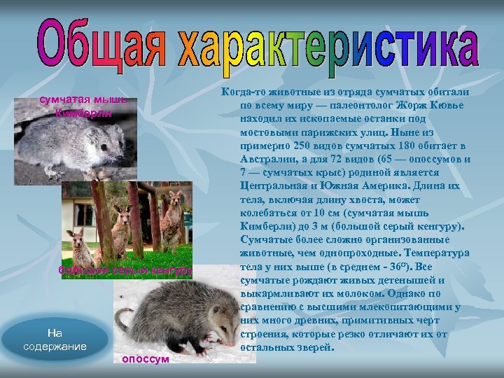сумчатая мышь Кимберли большой серый кенгуру На содержание опоссум Когда то животные из отряда