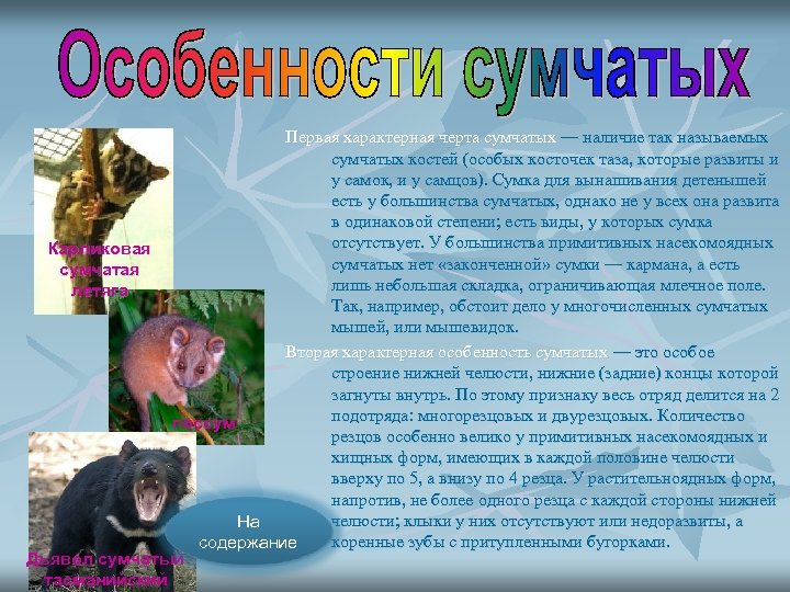 Первая характерная черта сумчатых — наличие так называемых сумчатых костей (особых косточек таза, которые