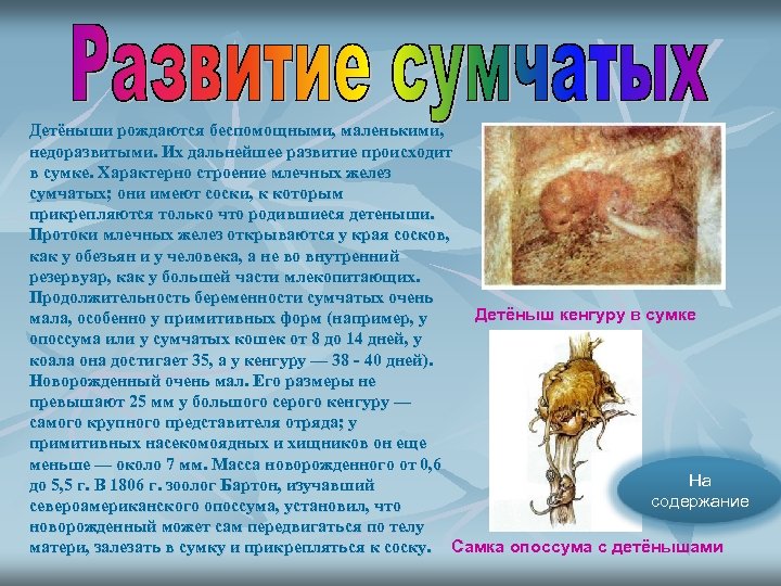 Детёныши рождаются беспомощными, маленькими, недоразвитыми. Их дальнейшее развитие происходит в сумке. Характерно строение млечных