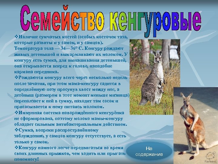 v. Наличие сумчатых костей (особых косточек таза, которые развиты и у самок, и у