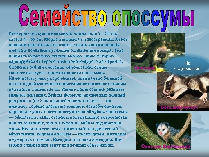 Размеры опоссумов невелики: длина тела 7— 50 см, хвоста 4— 55 см. Морда вытянутая