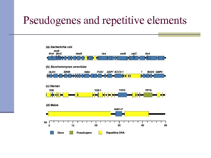 Pseudogenes and repetitive elements 