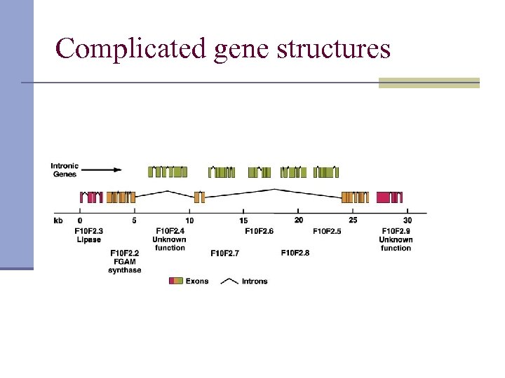 Complicated gene structures 