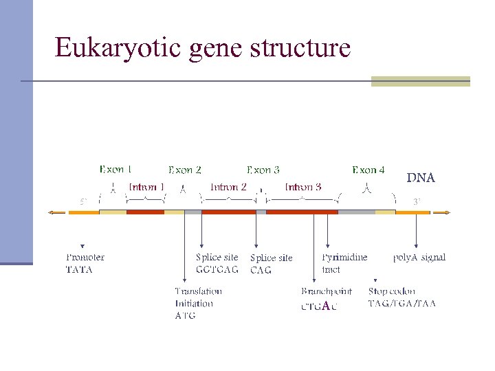 Eukaryotic gene structure 