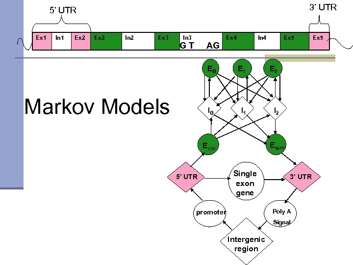3’ UTR 5’ UTR Ex 1 In 1 Ex 2 In 2 Ex 3