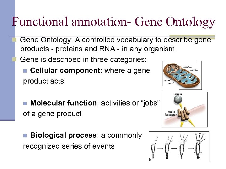 Functional annotation- Gene Ontology n Gene Ontology: A controlled vocabulary to describe gene products