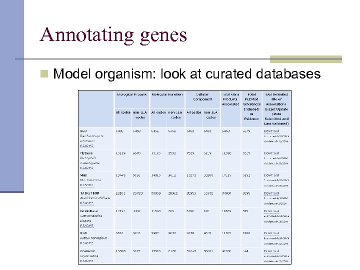 Annotating genes n Model organism: look at curated databases 