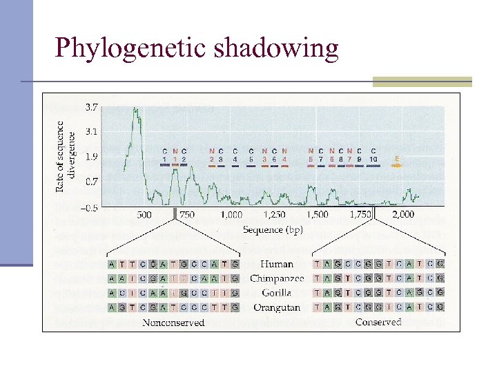 Phylogenetic shadowing 