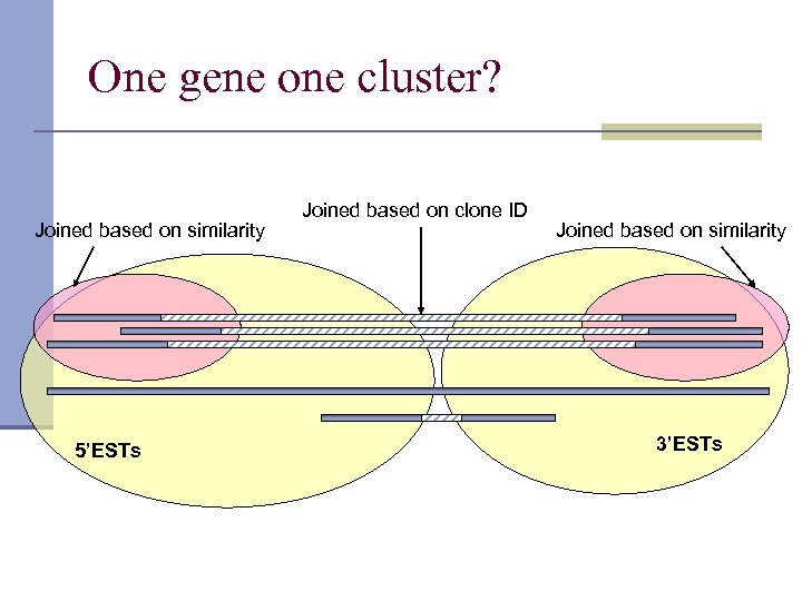 One gene one cluster? Joined based on similarity 5’ESTs Joined based on clone ID