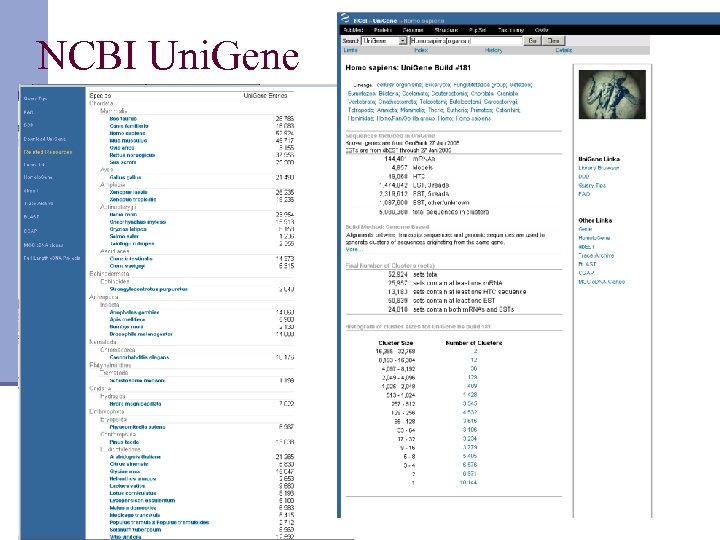 NCBI Uni. Gene 