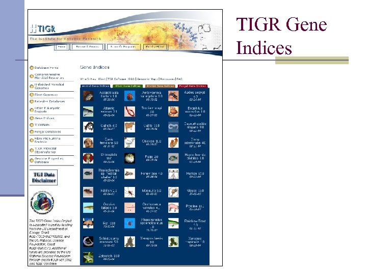 TIGR Gene Indices www. tigr. org 