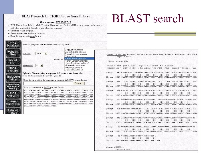BLAST search 
