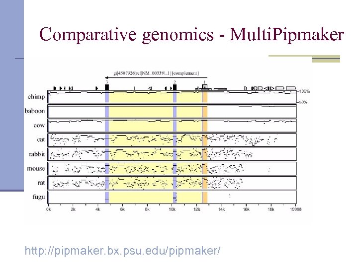 Comparative genomics - Multi. Pipmaker http: //pipmaker. bx. psu. edu/pipmaker/ 