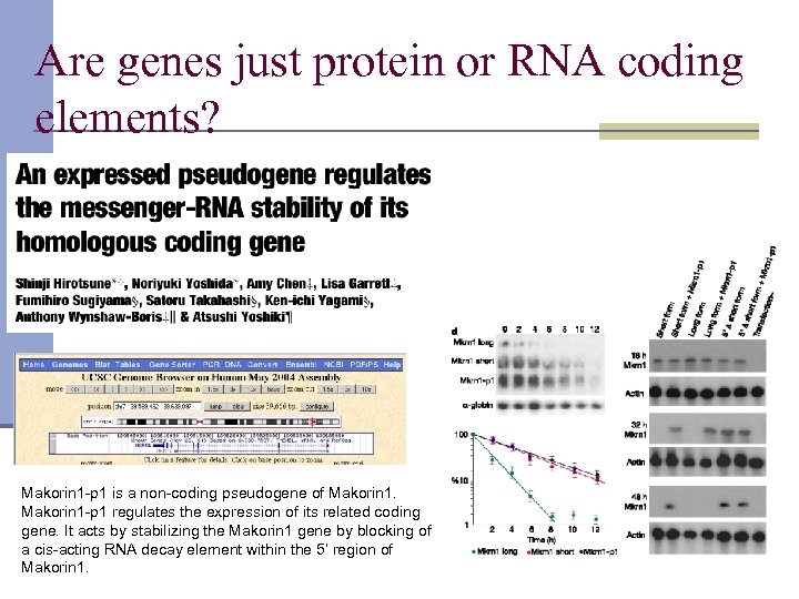 Are genes just protein or RNA coding elements? Makorin 1 -p 1 is a