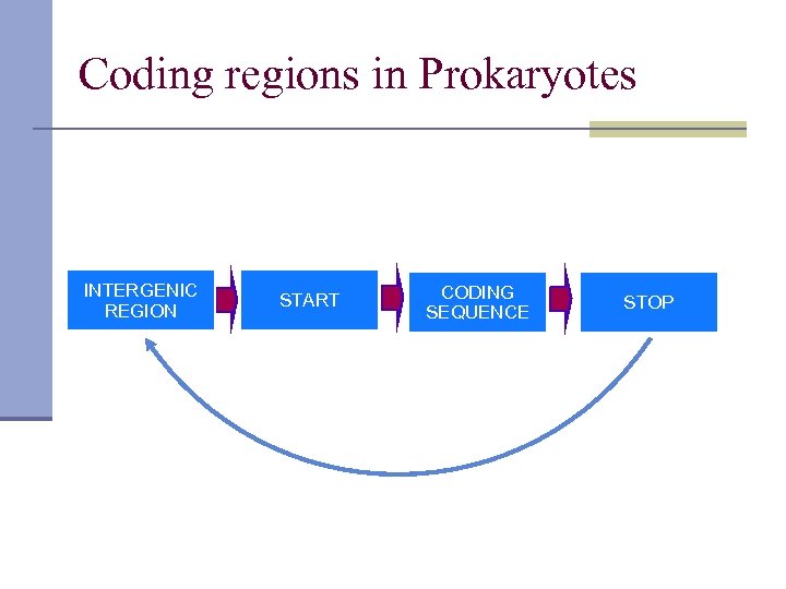 Coding regions in Prokaryotes INTERGENIC REGION START CODING SEQUENCE STOP 