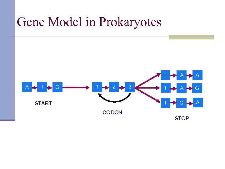 Gene Model in Prokaryotes T A T G 1 START CODON 3 A T
