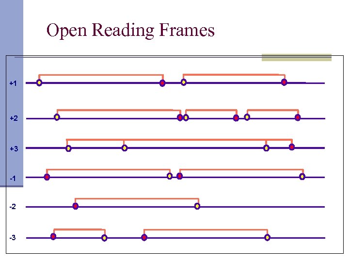 Open Reading Frames +1 +2 +3 -1 -2 -3 