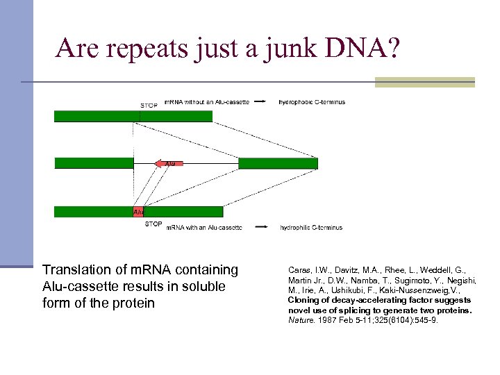 Are repeats just a junk DNA? Translation of m. RNA containing Alu-cassette results in