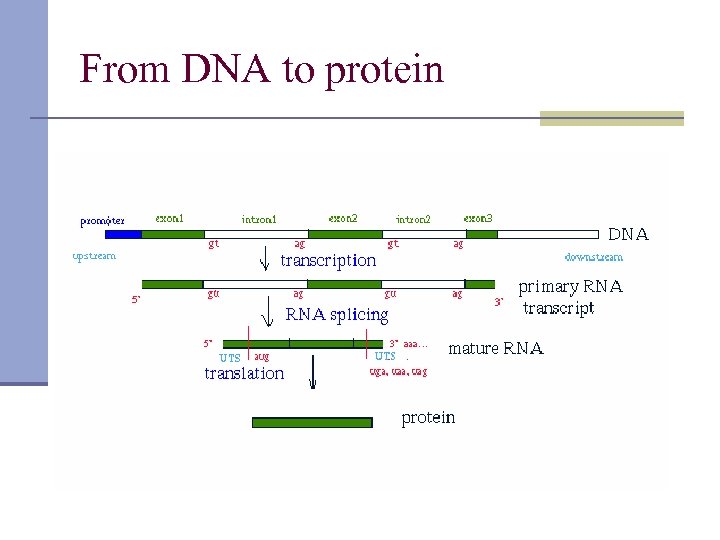 From DNA to protein 