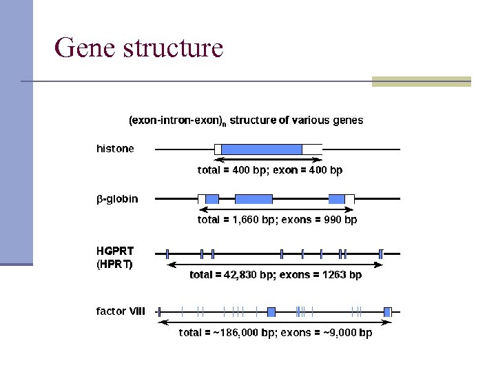Gene structure 