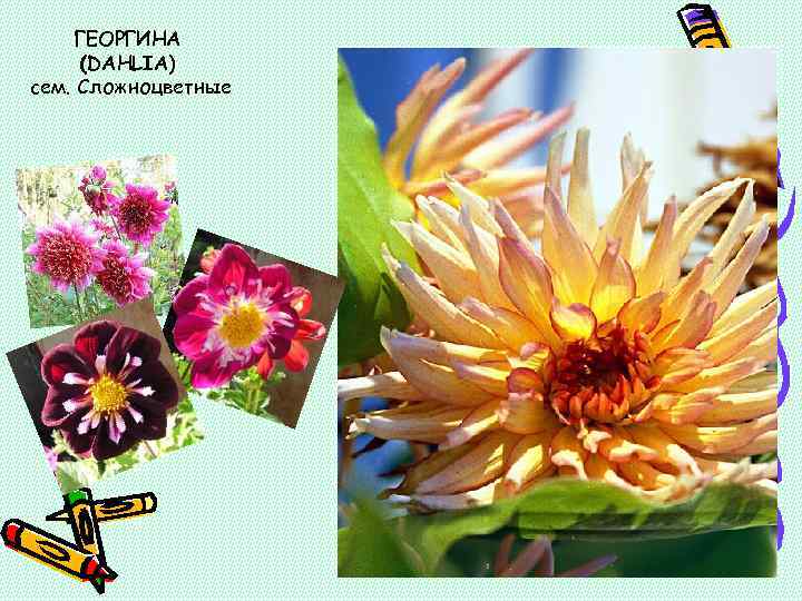 ГЕОРГИНА (DAHLIA) сем. Сложноцветные 