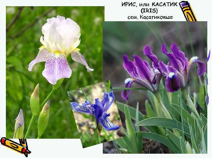 ИРИС, или КАСАТИК (IRIS) сем. Касатиковые Ирисы 