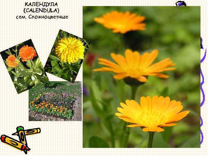 КАЛЕНДУЛА (CALENDULA) сем. Сложноцветные 
