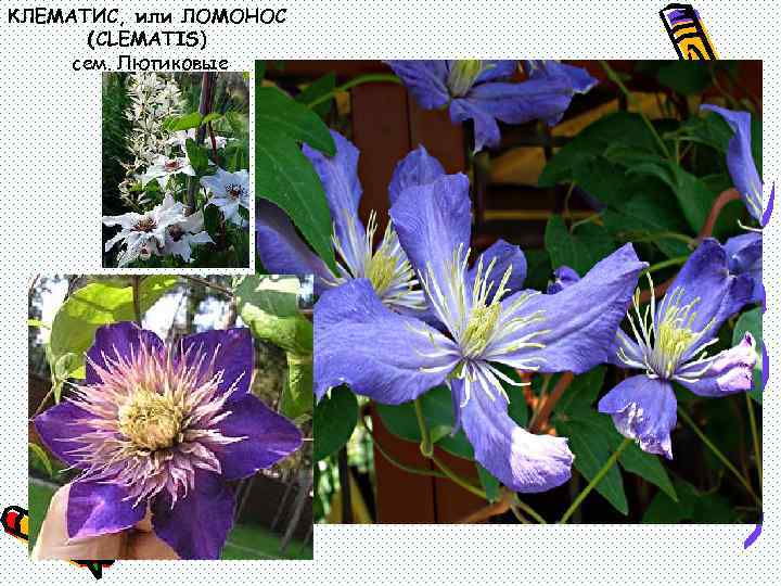 КЛЕМАТИС, или ЛОМОНОС (CLEMATIS) сем. Лютиковые 