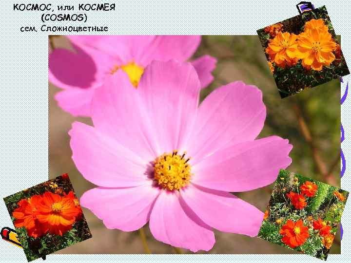 КОСМОС, или КОСМЕЯ (COSMOS) сем. Сложноцветные 