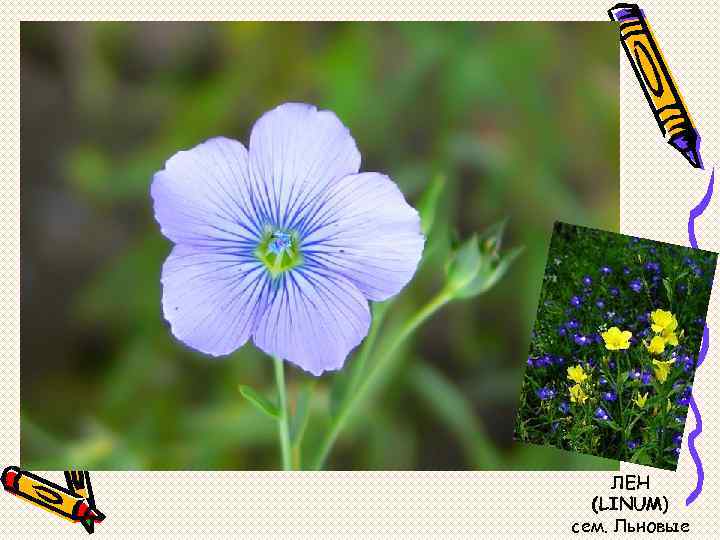 ЛЕН (LINUM) сем. Льновые 