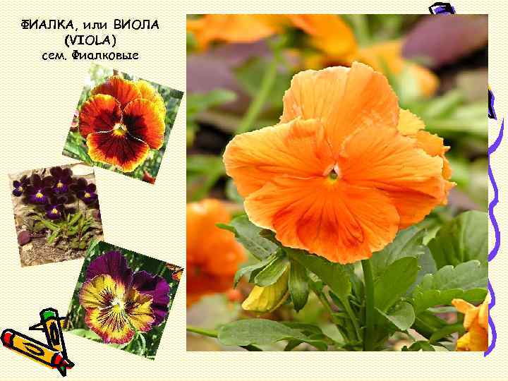 ФИАЛКА, или ВИОЛА (VIOLA) сем. Фиалковые 