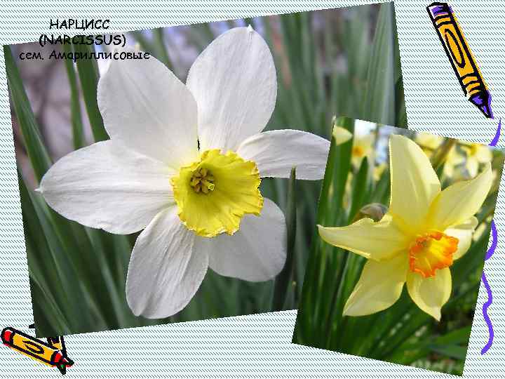 НАРЦИСС (NARCISSUS) сем. Амариллисовые 
