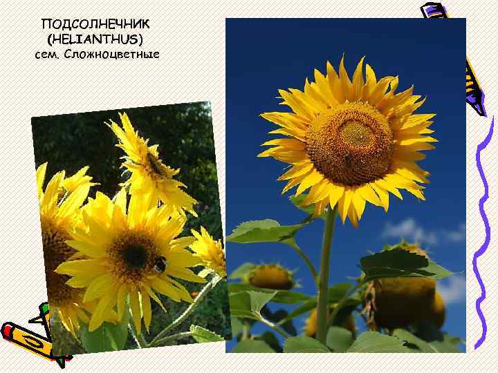 ПОДСОЛНЕЧНИК (HELIANTHUS) сем. Сложноцветные 