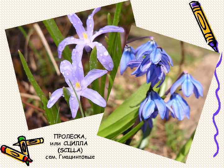 ПРОЛЕСКА, или СЦИЛЛА (SCILLA) сем. Гиацинтовые 
