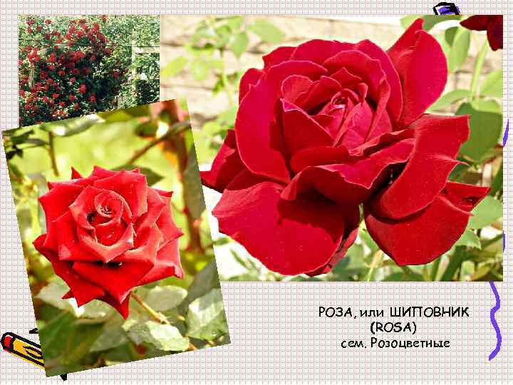 РОЗА, или ШИПОВНИК (ROSA) сем. Розоцветные 