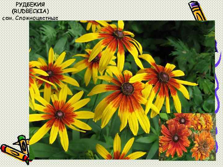 РУДБЕКИЯ (RUDBECKIA) сем. Сложноцветные 