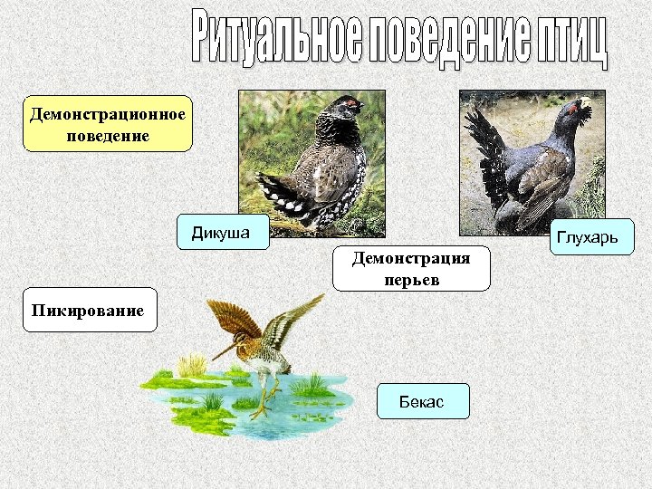 Размножение птиц 7 класс биология