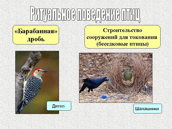  «Барабанная» дробь Дятел Строительство сооружений для токования (беседковые птицы) Шалашники 