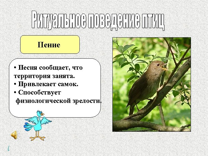 Пение • Песня сообщает, что территория занята. • Привлекает самок. • Способствует физиологической зрелости.