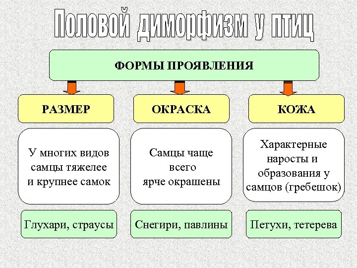 ФОРМЫ ПРОЯВЛЕНИЯ РАЗМЕР ОКРАСКА КОЖА У многих видов самцы тяжелее и крупнее самок Самцы