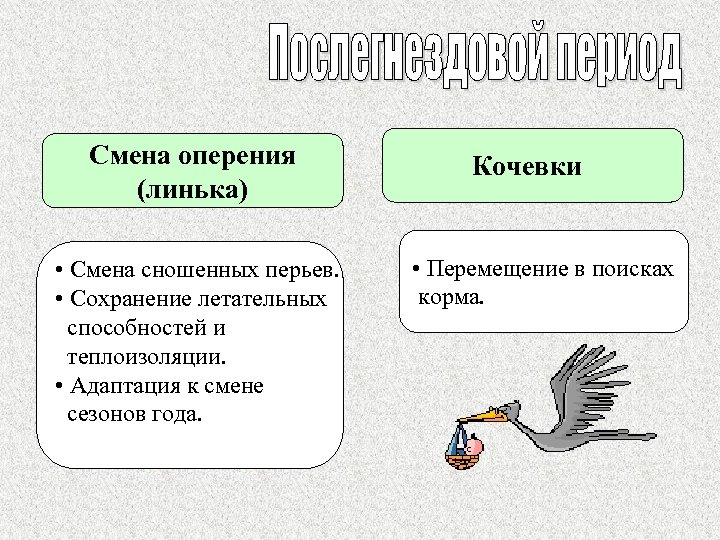 Смена оперения (линька) • Смена сношенных перьев. • Сохранение летательных способностей и теплоизоляции. •